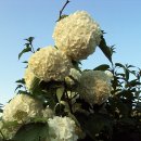 하늘을 향하여 이미지