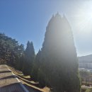 마산회원구청 안전건 | 마산조경 대형 에메랄드그린 전지 마산 국립315민주묘지 수목정리 작업 후기