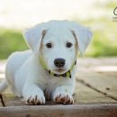 관양동물병원 이미지