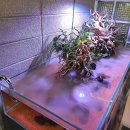 신기세천1 이미지