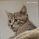 애니존동물병원 네이버블로그