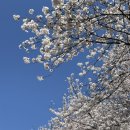 동천 산책길 오작교 앞 | 순천 벚꽃여행 개화시기, 동천, 기차길통제, 숙소추천 (25.4.6)