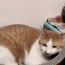 미랑미랑 이미지