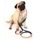 강아지와 산책 이미지