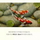 코이 이미지