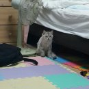 고돌이네 이미지