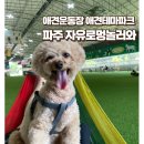 놀러와PC방 | 실내 애견 운동장 파주 자유로멍놀러와 솔직 방문후기 (애견카페, 애견테마파크, 애견수영장)