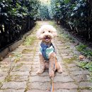 맛동산PC | 강아지유산균 웰찹 덴마크 펫 유산균 100 급여해요