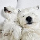 곰띠돈띠 이미지