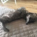 장군켄넬 이미지