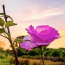 오월의여왕 이미지