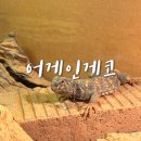 천곡중학교 | 광주 파충류샵 어게인게코 파충류샵 다녀온 후기