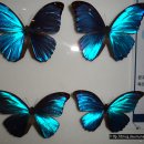 나비공원　 이미지