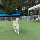 경기유치원 | &lt;용인대형견호텔&gt;우리 아이에게 최고의 선물 경기 용인 퍼피스카우트 유치원&amp;호텔 솔직 후기!!