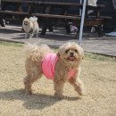 스토리멍 여수애견호텔/여수애견유치원 이미지