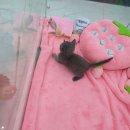 강아지분양 마이댕냥 일산점 | 애견분양 고양 일산서구 대화동 강아지분양 마이댕냥 일산점 위치 가격 후기