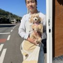 출장펫쌀롱 빙구네 / 제주 애견 미용 / 말티푸 / 말티푸미용 / 제주 애견 출장미용 / 제주 말티푸 미용