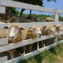 뽀빠이목장 이미지