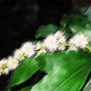 목련세탁소 이미지