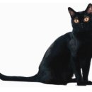 네로는 검은고양이 이미지