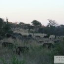 야생의 신비로움과 아름다움이 함께하는 남아공 여행 이미지
