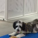 피터펫 미사점 이미지