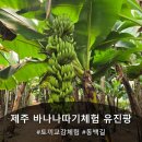 피어하우스나무(PEERHAUS) | 제주도 바나나체험 유진팡 동물체험 아기랑
