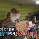등골농장 뉴스엔