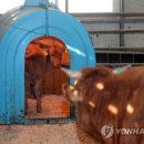 송아목장 이미지