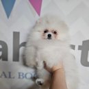 ch po love 이미지