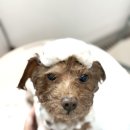 댕신나게 이미지