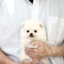 도로시캐터리 이미지