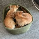 칠곡동물체험카페 네이버블로그