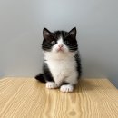 퓨어펫 강아지분양 고양이분양 울산점 이미지