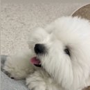 글로리퍼피 이미지