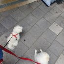 블라썸독 네이버블로그