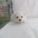 인천수호(4) 이미지