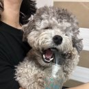 퓨어그루밍 | 강아지샴푸추천 강아지 고양이 천연 성분좋은 샴푸 퓨어프렌즈 퓨어밸런스
