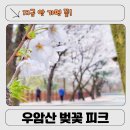 우암산순환로 | 청주 우암산 순환도로 벚꽃 2026 실시간 개화 상황 ㅣ 이번 주 방문 타이밍 완벽 정리