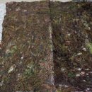 울릉도 돌김 이미지