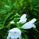 금파초교 이미지