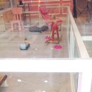 퀸펫살롱 이미지