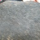 베베시앙 이미지