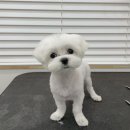 엘리자펫 이미지