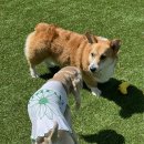 코기절미 이미지