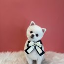 퍼스트멍멍 이미지