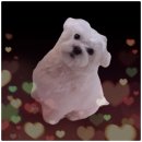 단비네 애견미용실 이미지