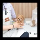 유앤미펫 강아지분양 고양이분양 용인점 이미지