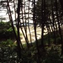 나리와꽃창포 이미지