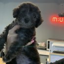 멍발란스 이미지